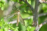 Tipula varipennis