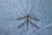 Tipula varipennis
