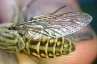 Tabanus glaucopis