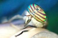 Tabanus glaucopis