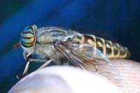 Tabanus glaucopis