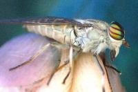 Tabanus glaucopis