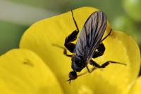 Empis pennipes