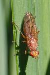 Tetanocera ferruginea