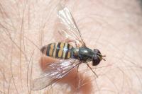 Episyrphus balteatus