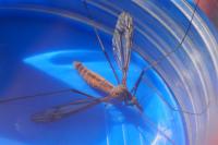 Tipula vernalis