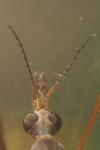 Tipula oleracea