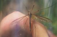 Tipula oleracea