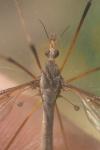 Tipula oleracea