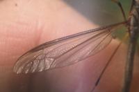 Tipula oleracea