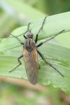 Empis tessellata