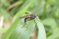 Empis tessellata