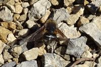 Bombylius cruciatus