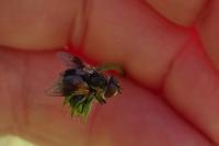 Ectophasia
