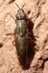 Dorycera graminum