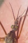 Tipula vernalis