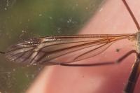 Tipula vernalis