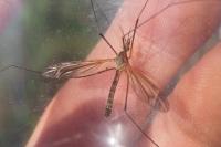 Tipula vernalis