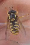 Chrysotoxum