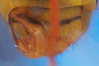 Chrysotoxum