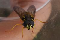 Chrysotoxum