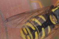 Chrysotoxum