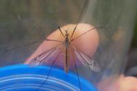 Tipula vernalis