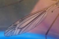 Tipula vernalis