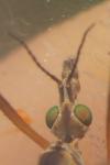 Tipula vernalis