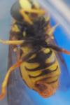 Chrysotoxum