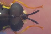 Chrysotoxum