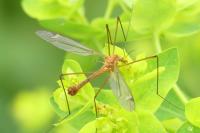 Tipula lunata