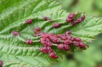 Dasineura ulmaria