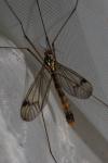 Nephrotoma appendiculata