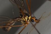Nephrotoma appendiculata