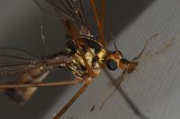 Nephrotoma appendiculata