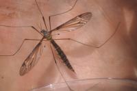 Tipula