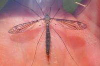 Tipula