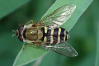 Syrphus ribesii