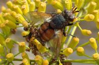 Tachina nupta