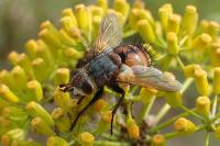 Tachina nupta