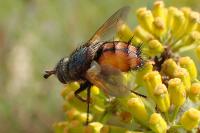 Tachina nupta