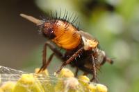 Tachina nupta