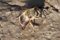 Eristalis tenax