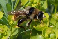 Merodon clavipes