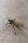 Empis tessellata