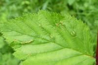 Dasineura ulmaria
