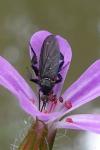 Empis pennipes