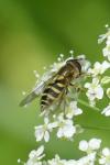 Syrphus ribesii