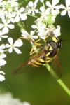 Chrysotoxum cautum